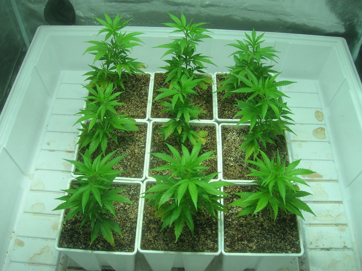 Week 2