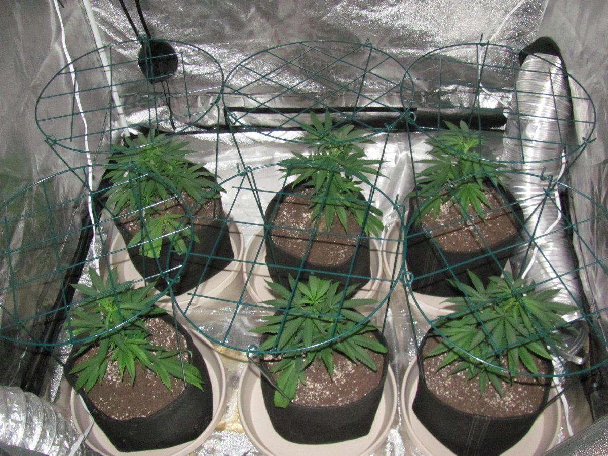 Week 2