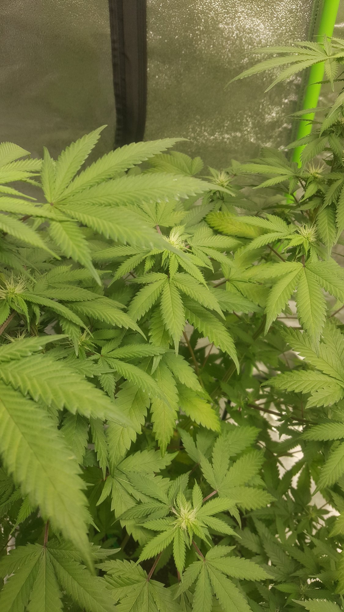 Week 2 of flower and my palm leaves dont look so hot 3