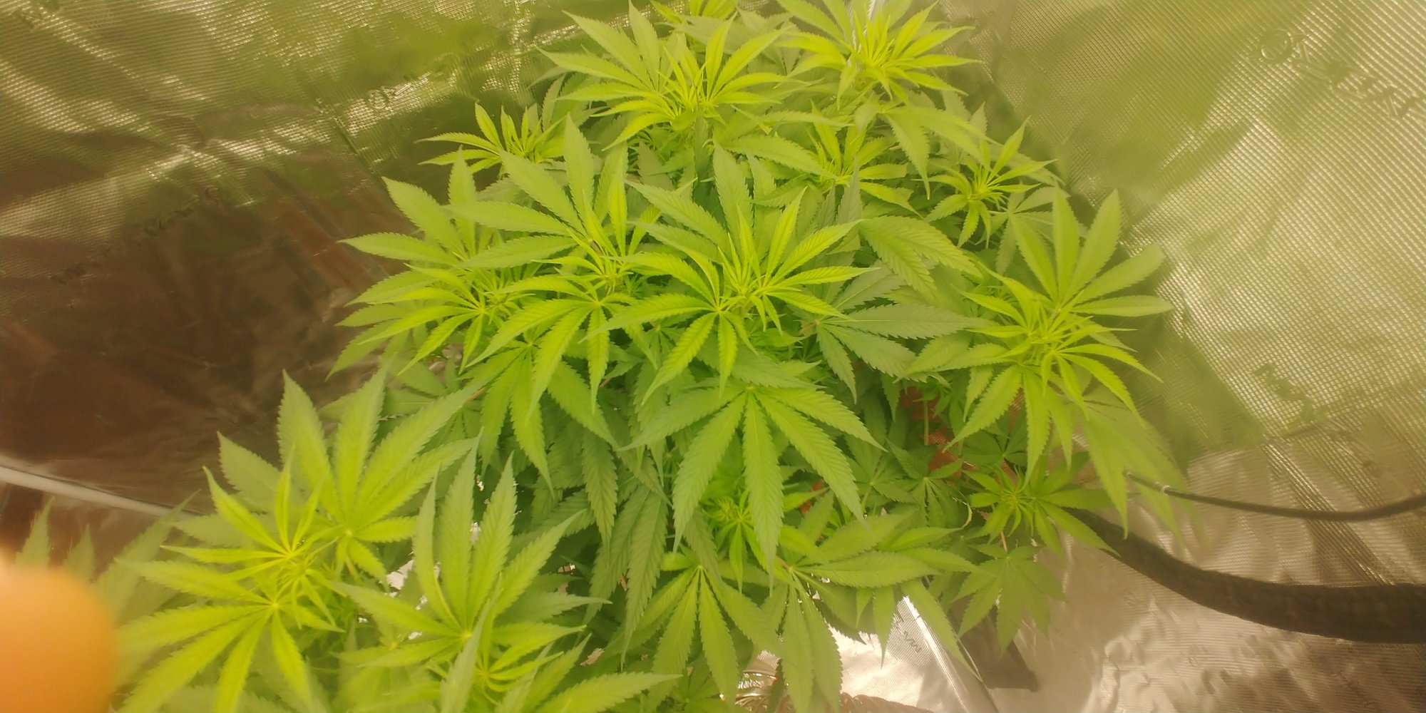 Week 2 of flower blotches on bottom leaves any thoughts 2