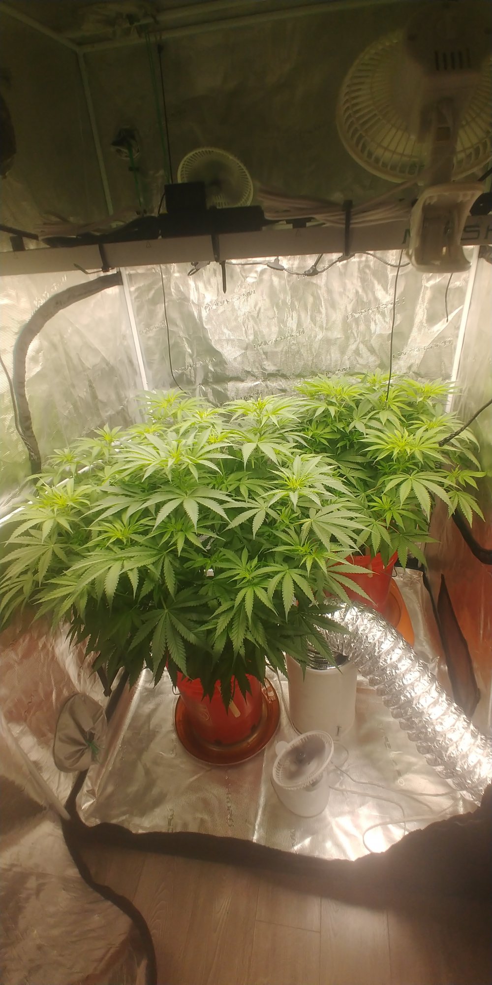 Week 2 of flower blotches on bottom leaves any thoughts 9