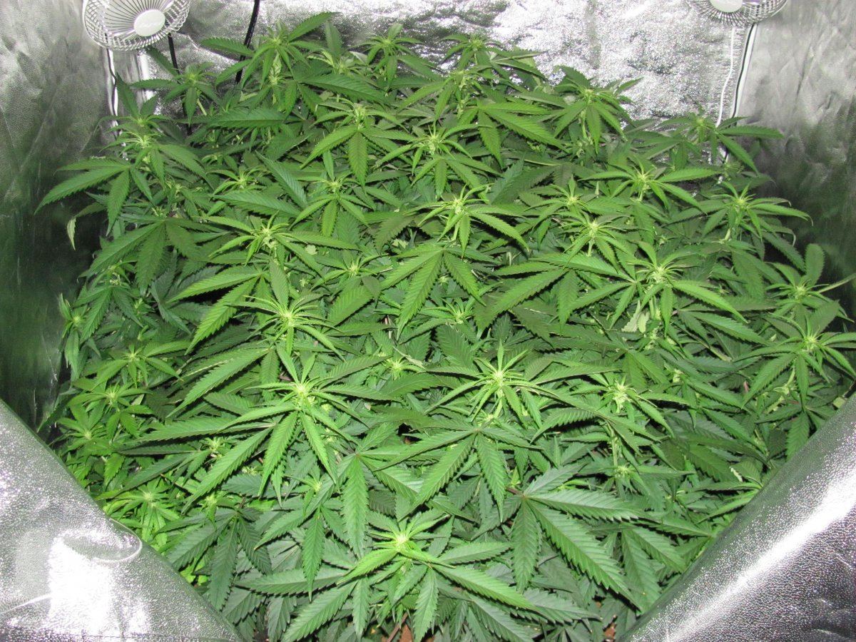 Week 2F