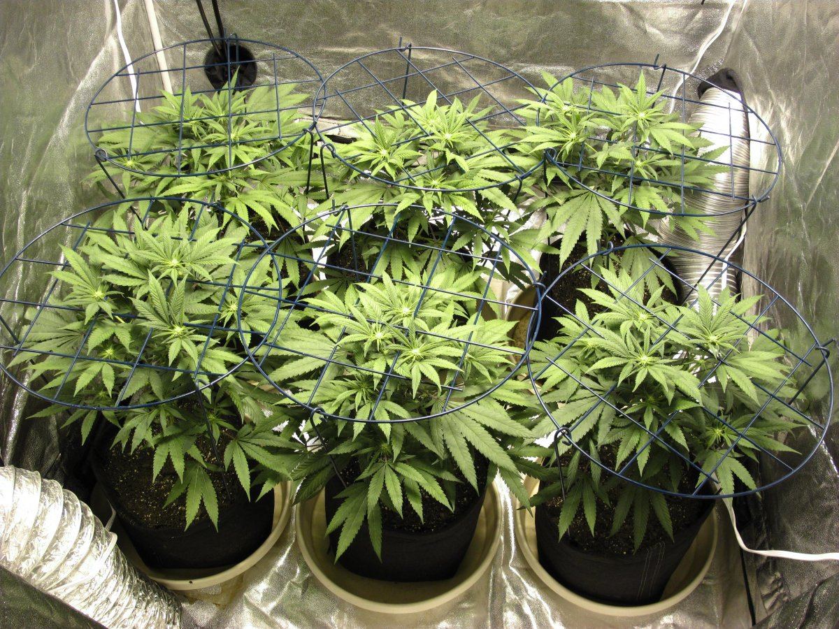 Week 2F