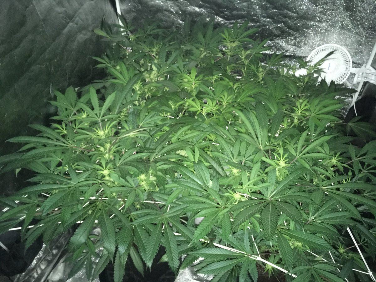 Week 2F