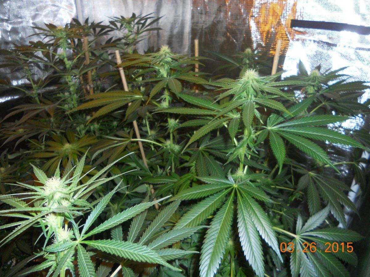 Week 3 002