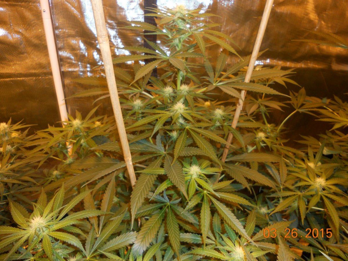 Week 3 005