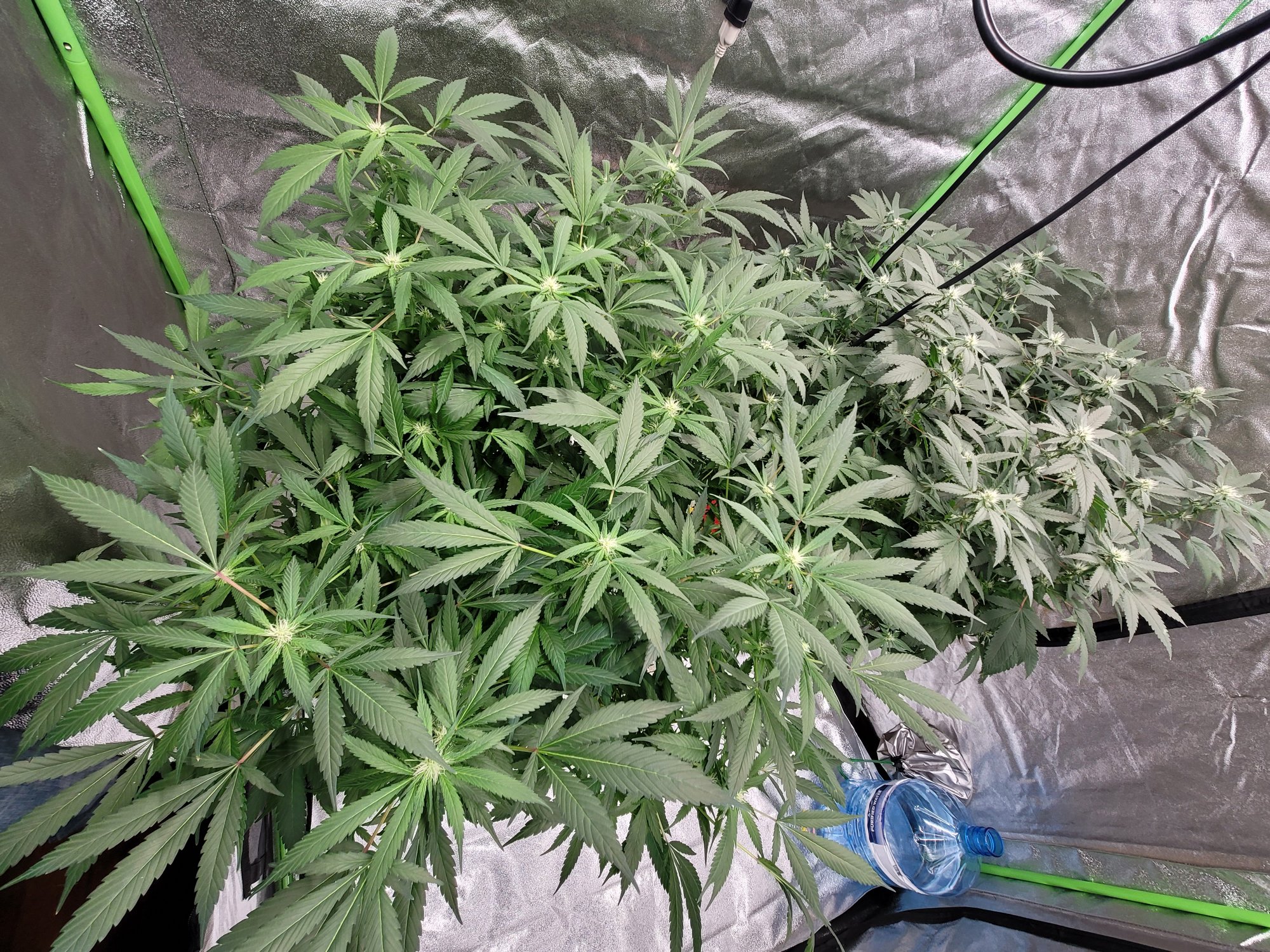 Week 3 and 4 of flower respectively