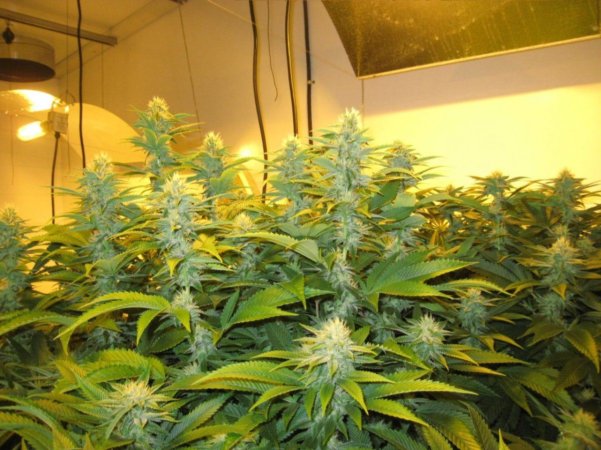 Week 3 APTUS 019
