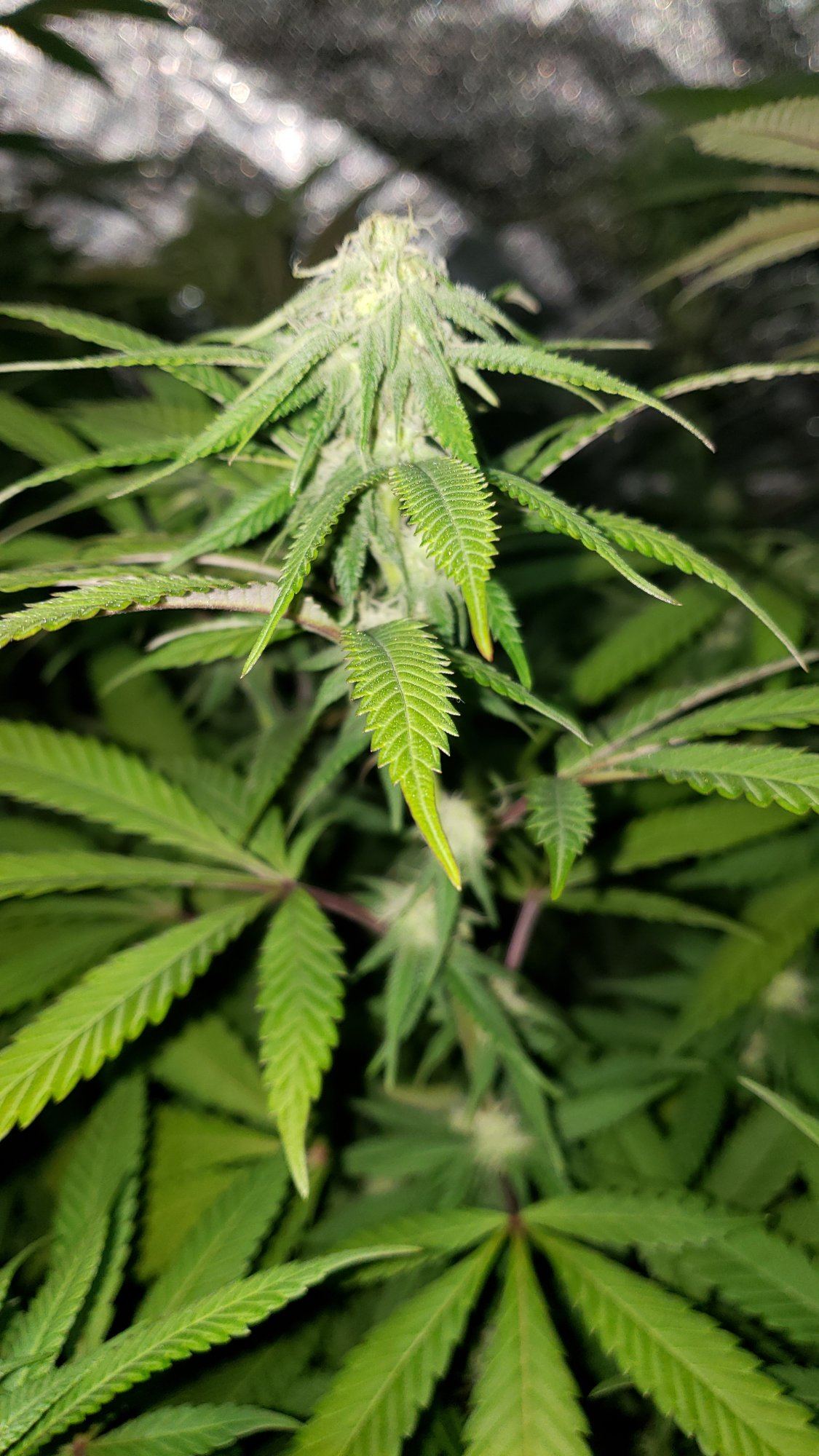 Week 3 fade lockout or hungry 3