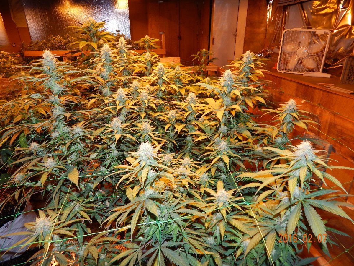Week 3 flower 001