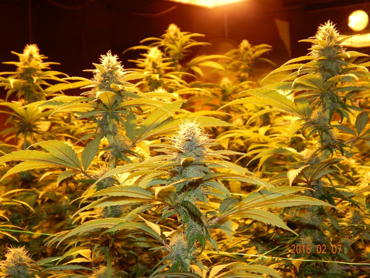 Week 3 flower 003
