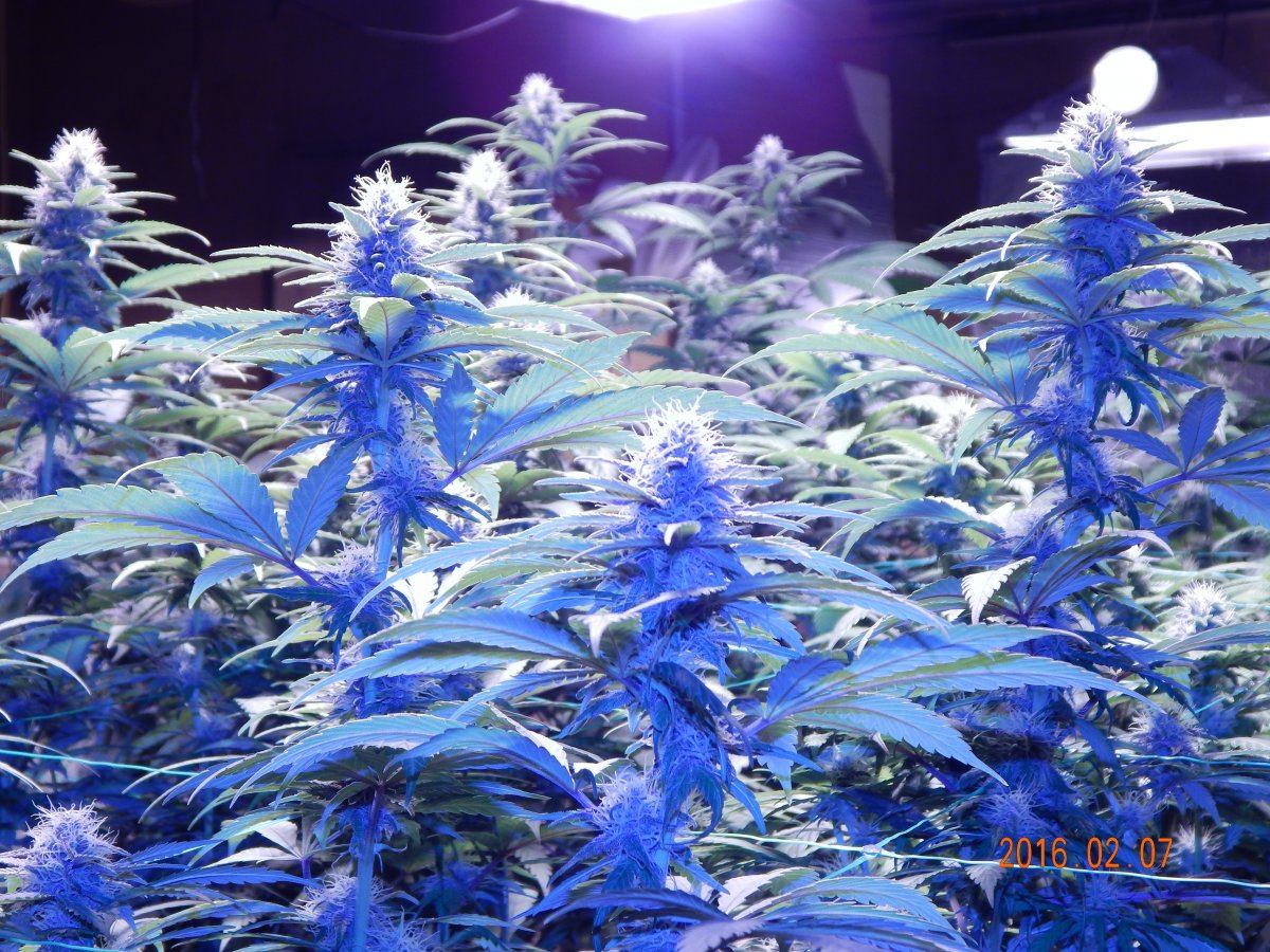 Week 3 flower 005