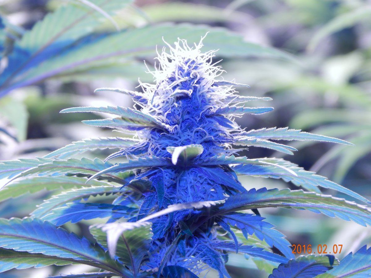 Week 3 flower 006