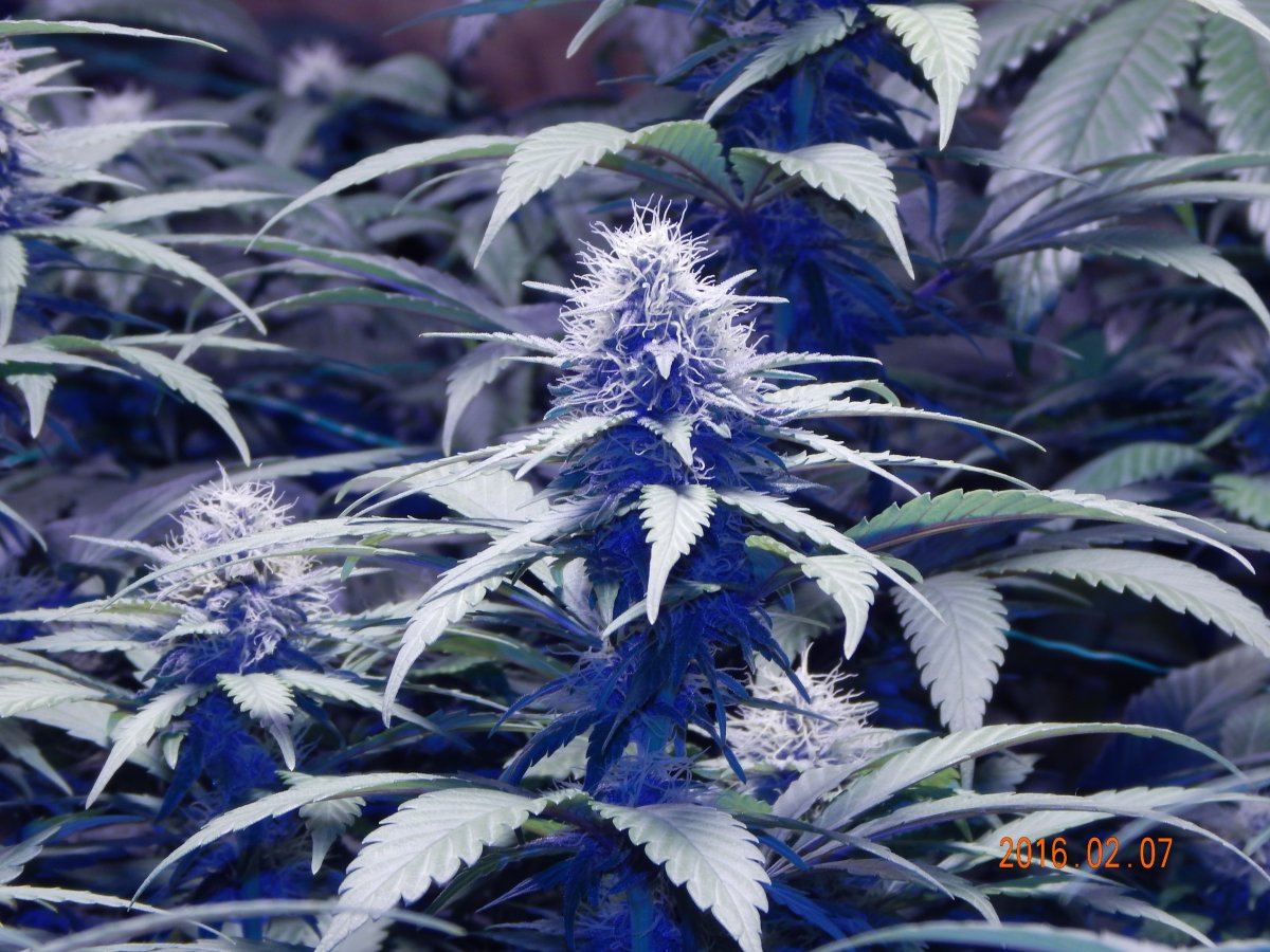 Week 3 flower 007