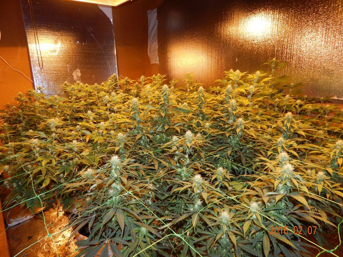 Week 3 flower 010