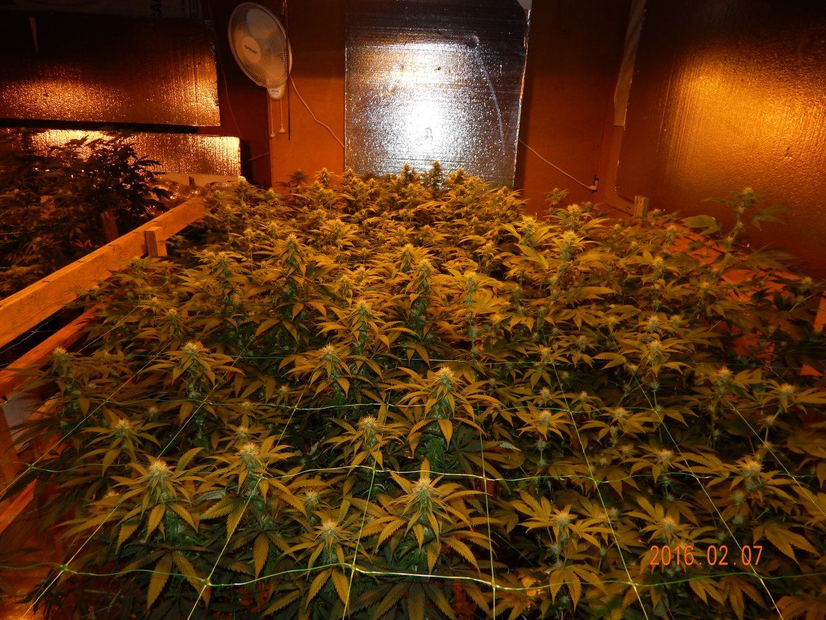 Week 3 flower 011