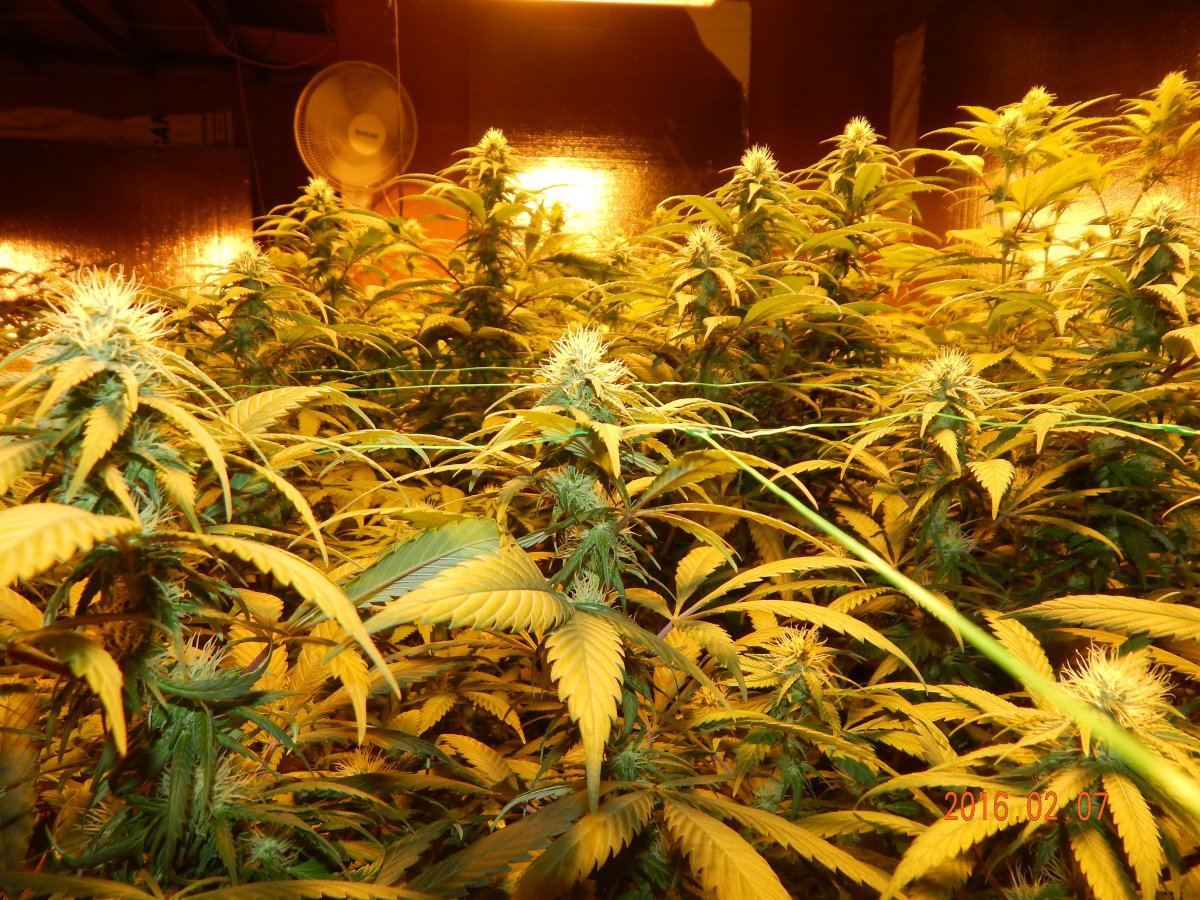 Week 3 flower 012