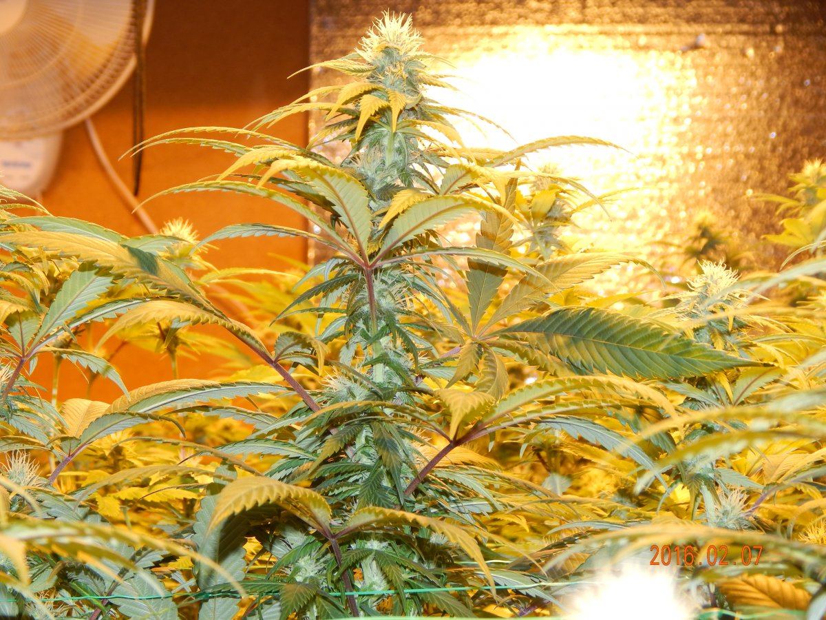Week 3 flower 013