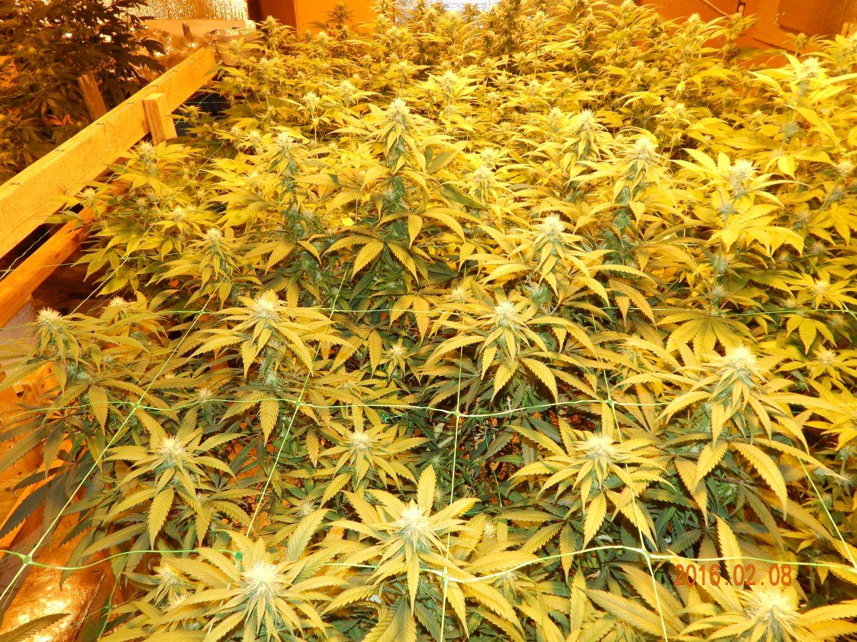 Week 3 flower 014