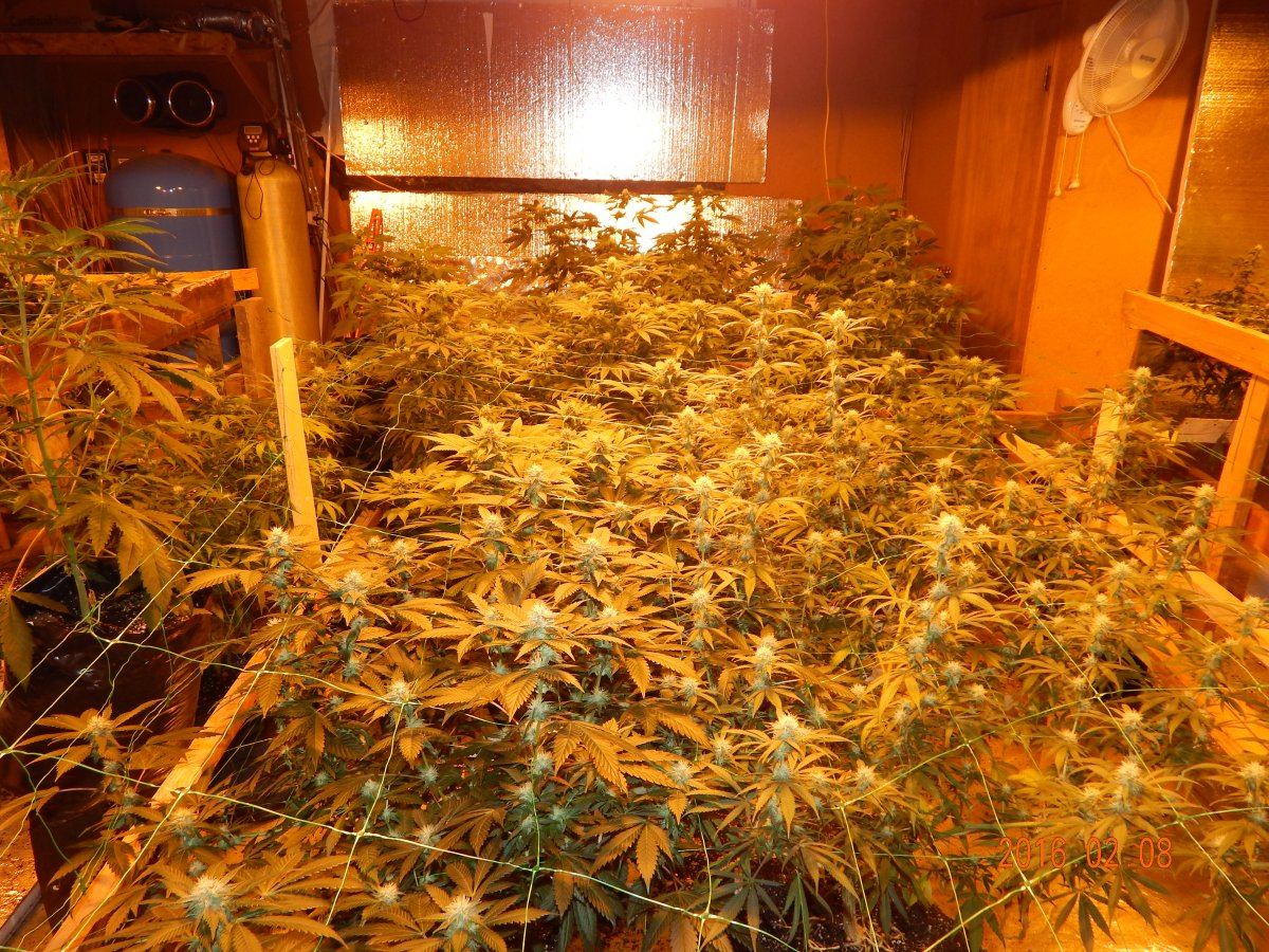 Week 3 flower 015