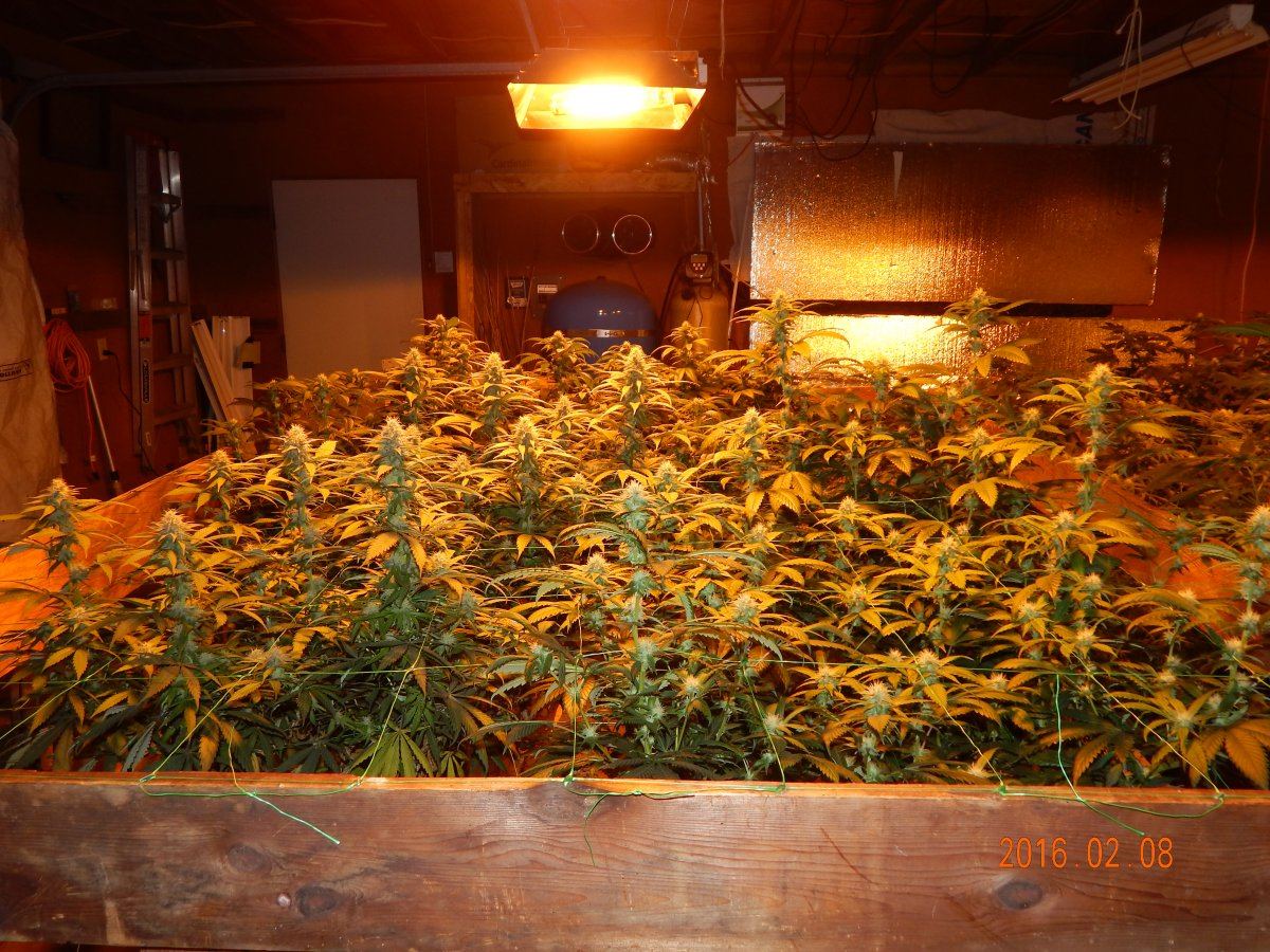 Week 3 flower 016