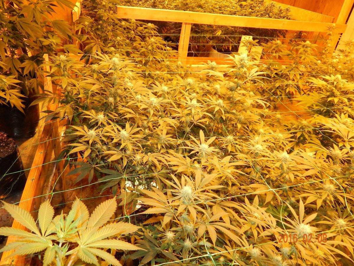 Week 3 flower 017