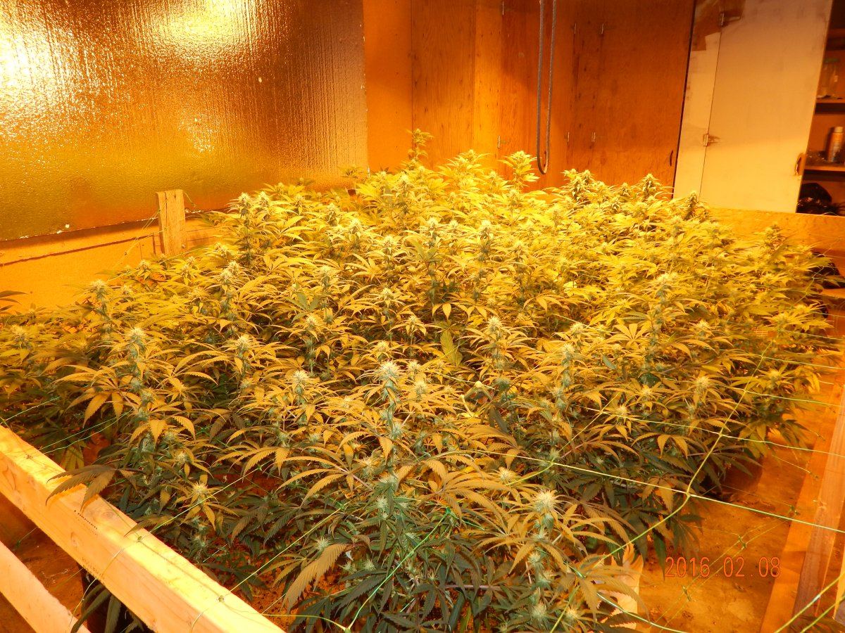 Week 3 flower 018
