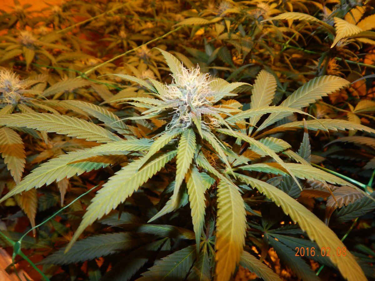 Week 3 flower 019