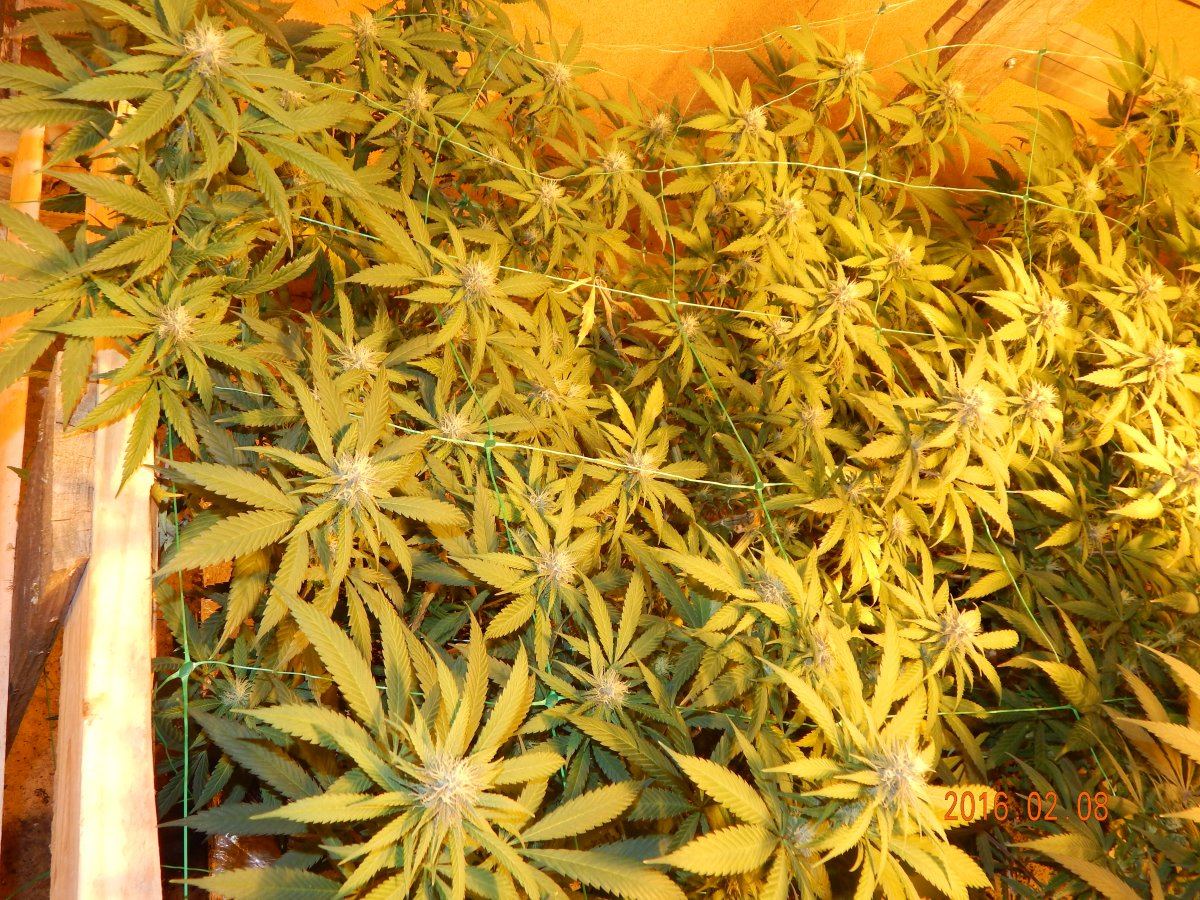 Week 3 flower 020