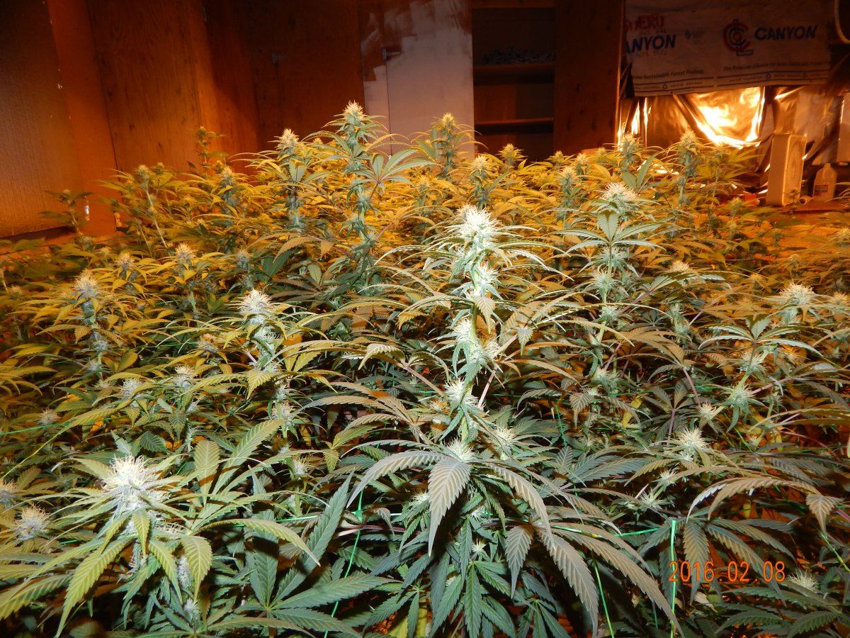Week 3 flower 021