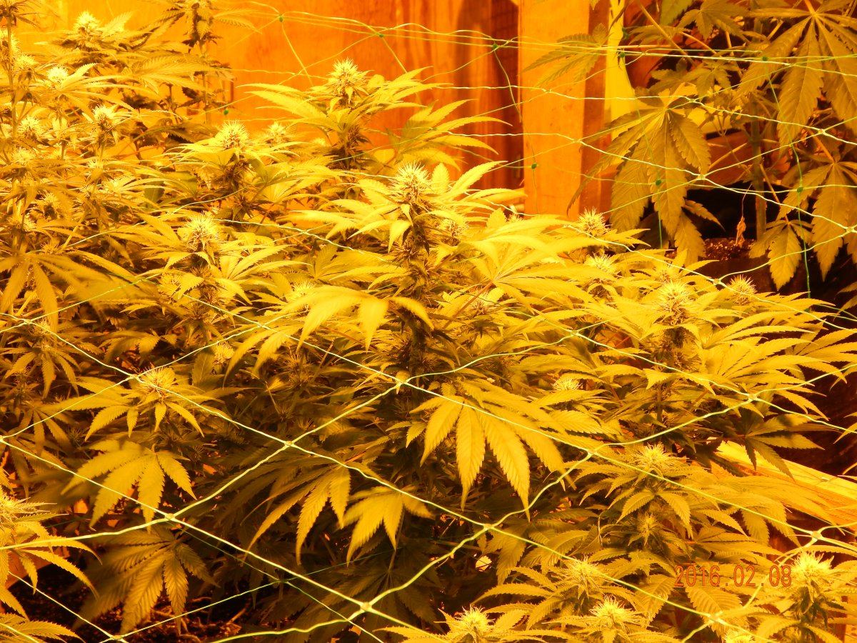 Week 3 flower 022