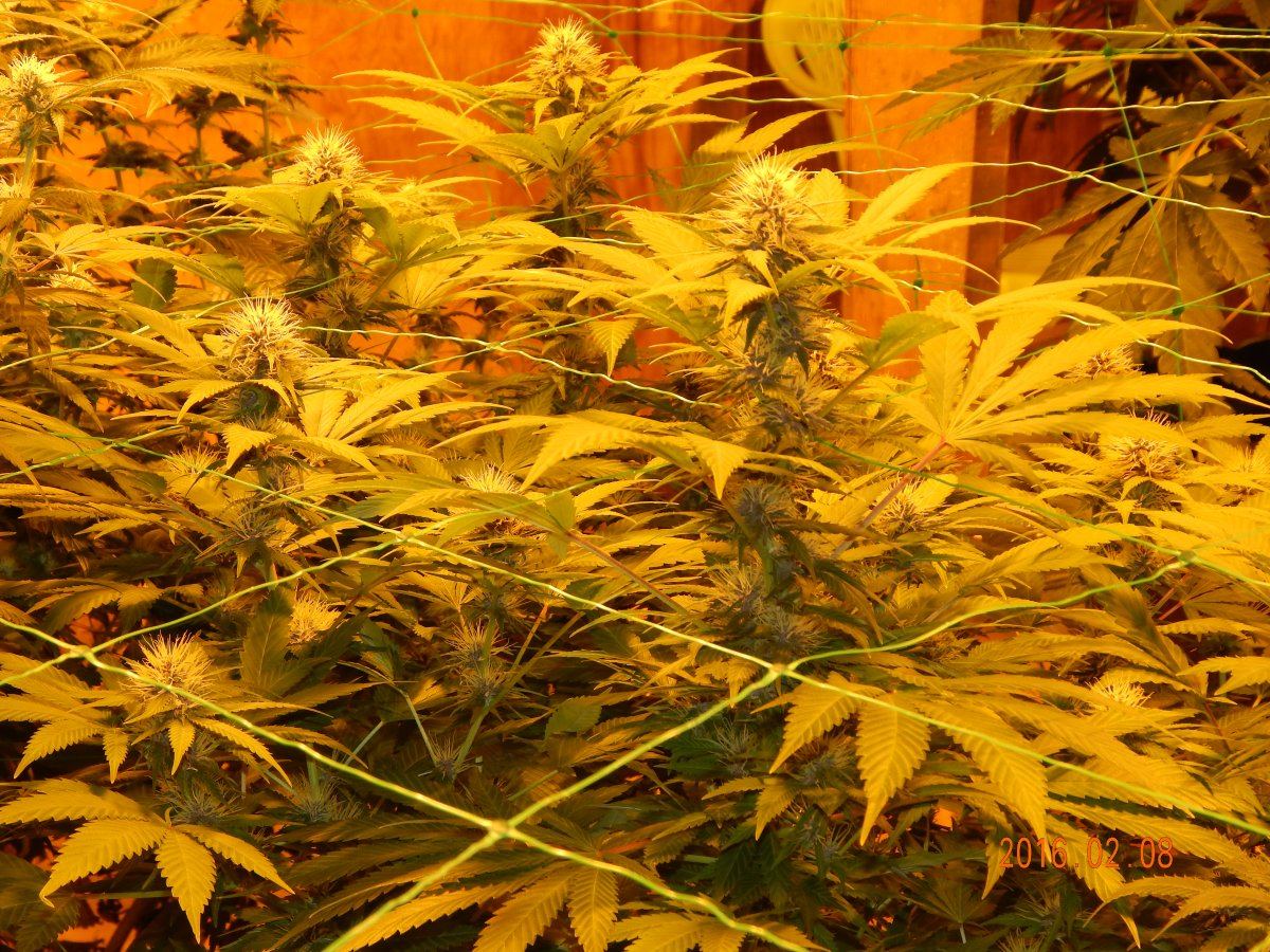 Week 3 flower 023