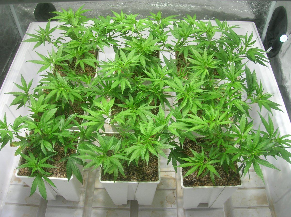 Week 3