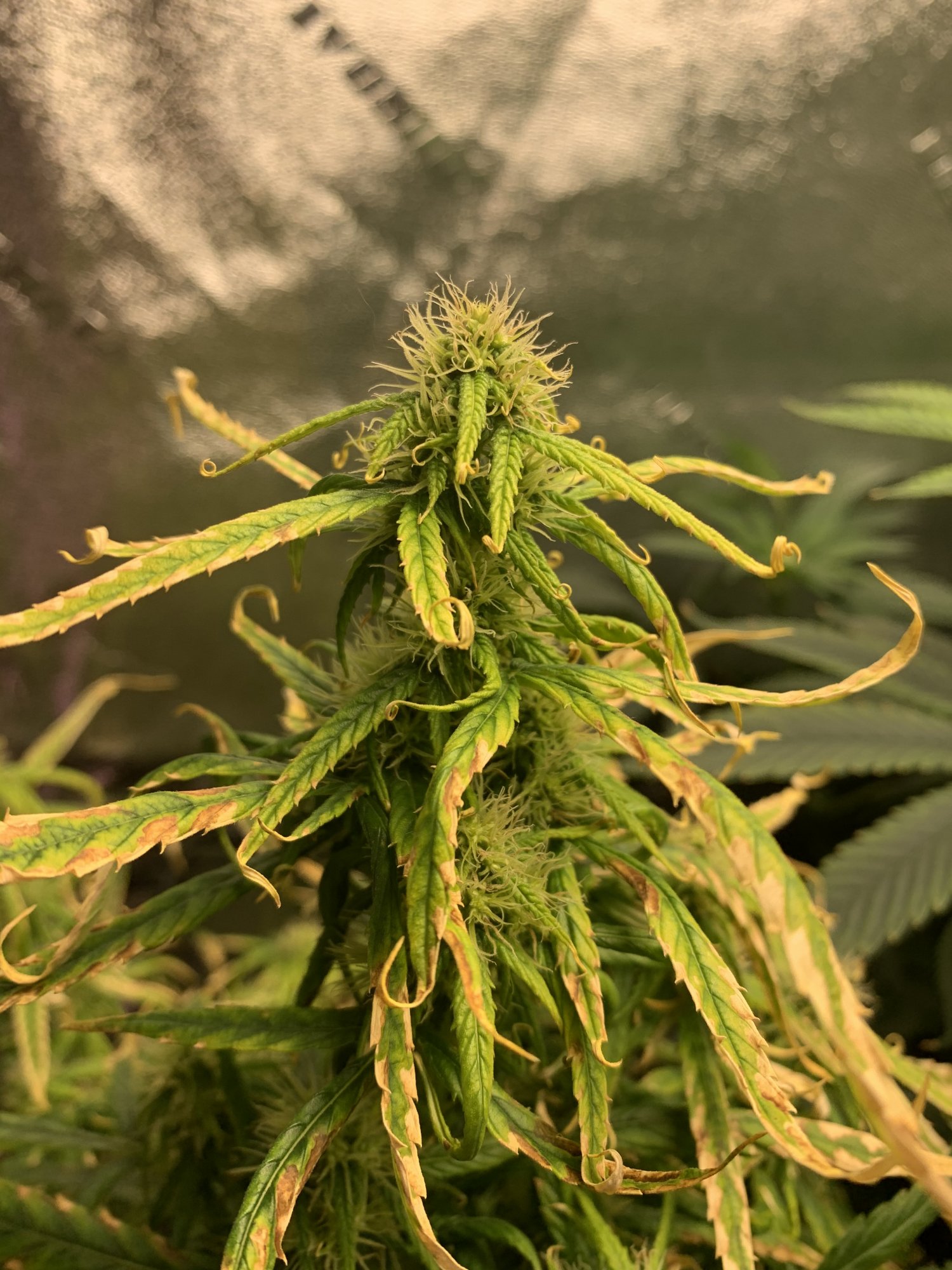 Week 3 of flower and cant diagnose help 3