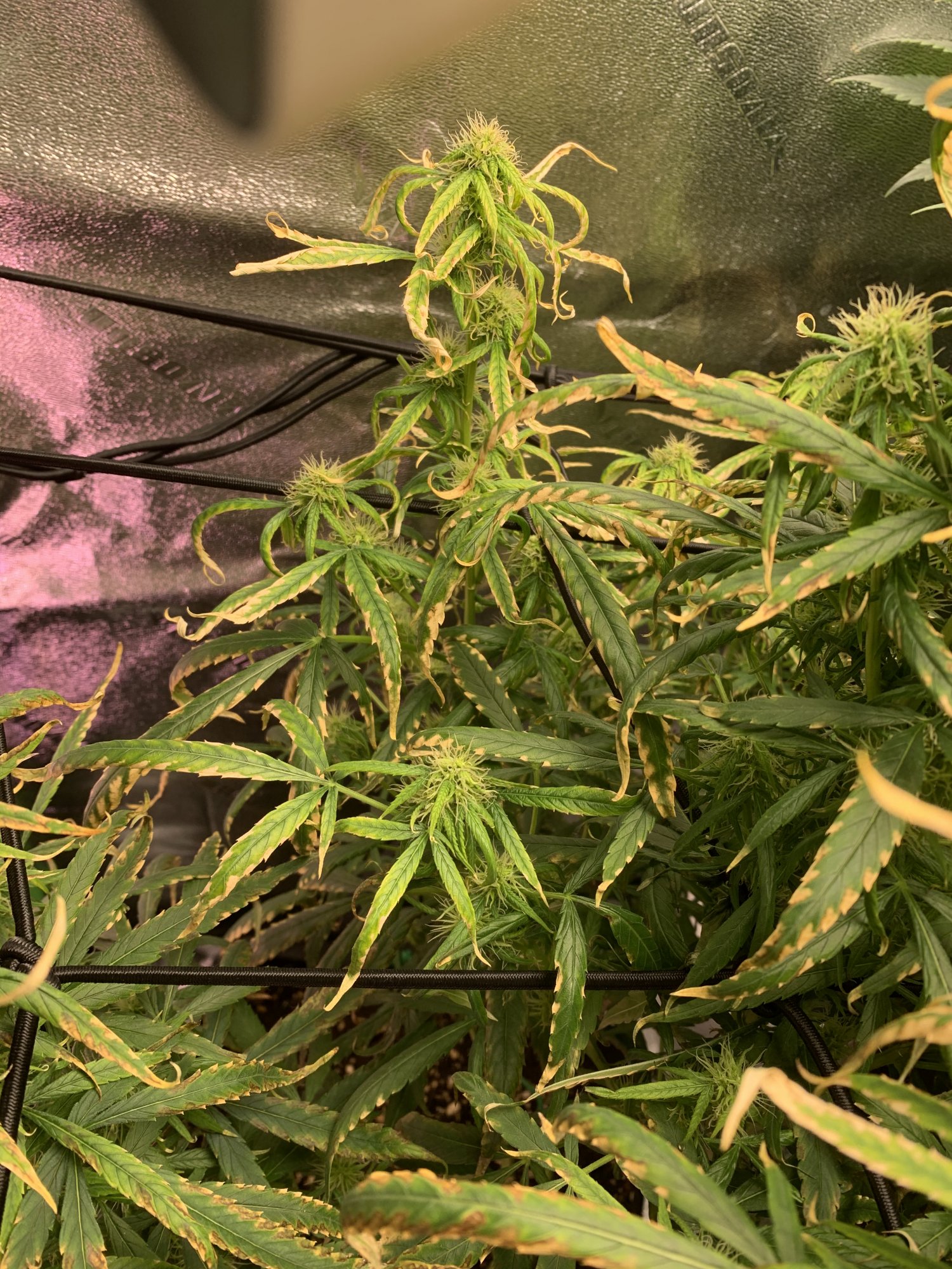 Week 3 of flower and cant diagnose help 5