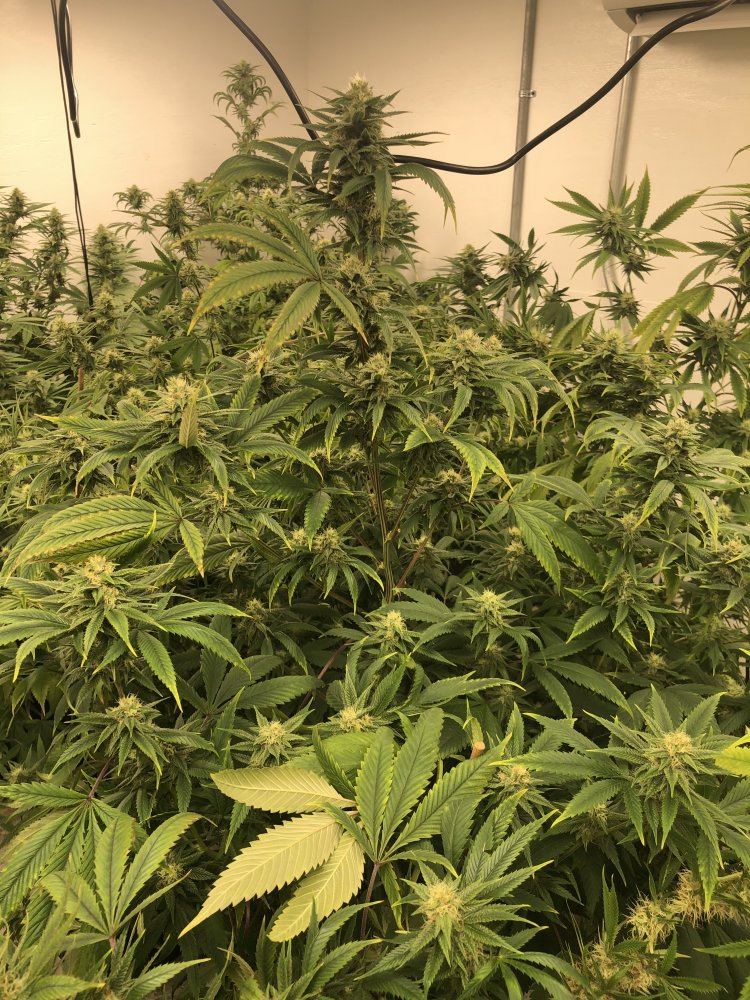 Week 3 of flower what do i have going on 9