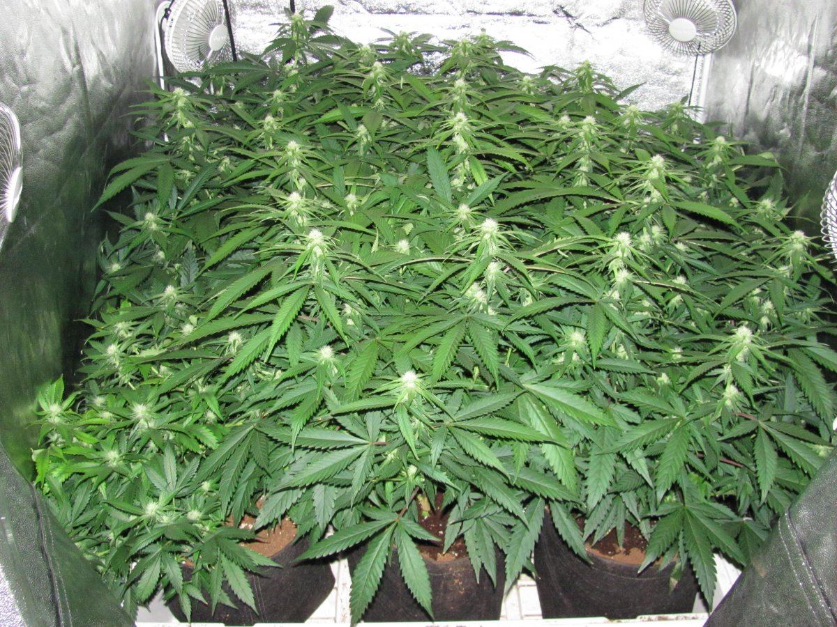 Week 3F
