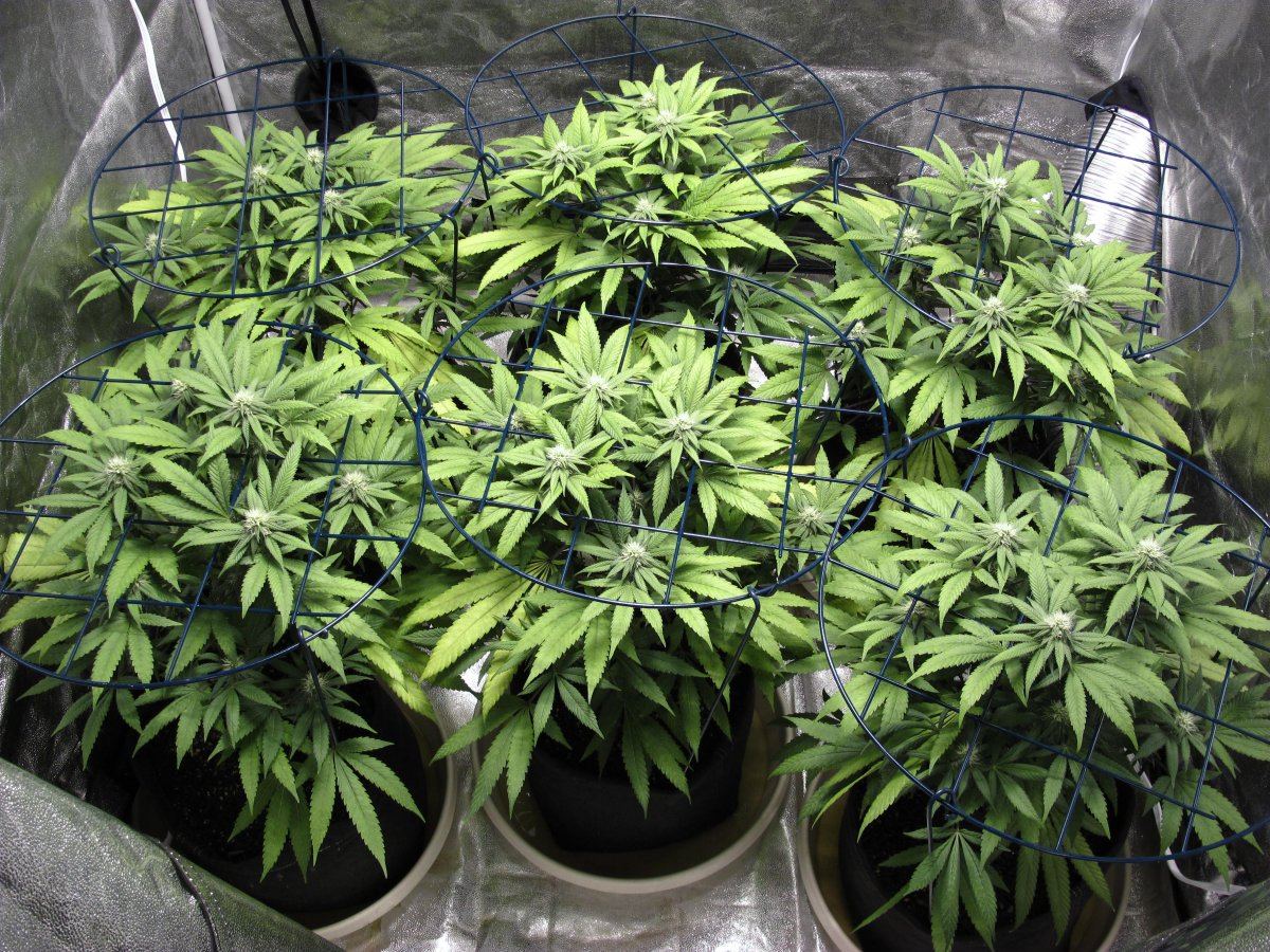 Week 3F