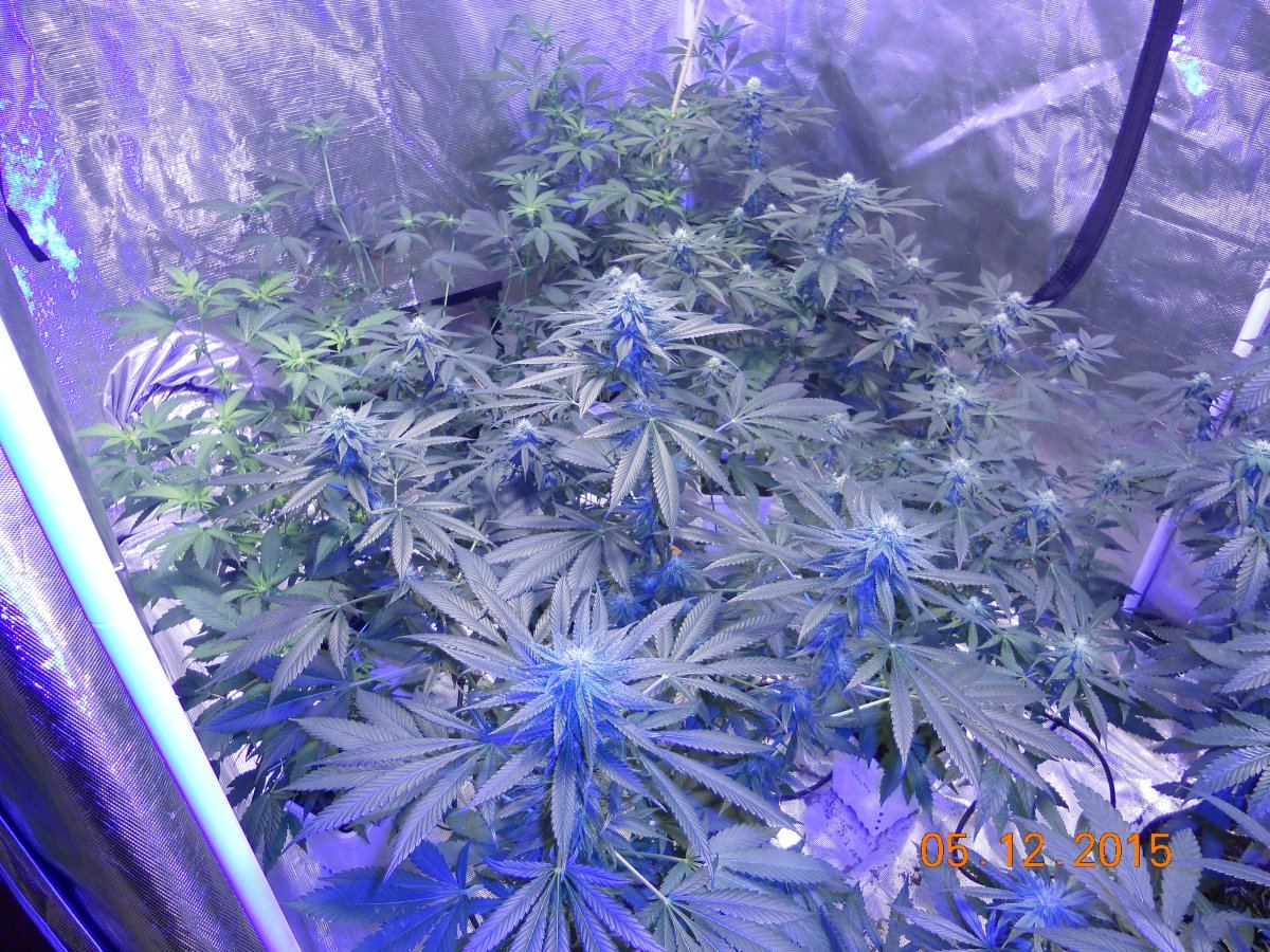 Week 4 008