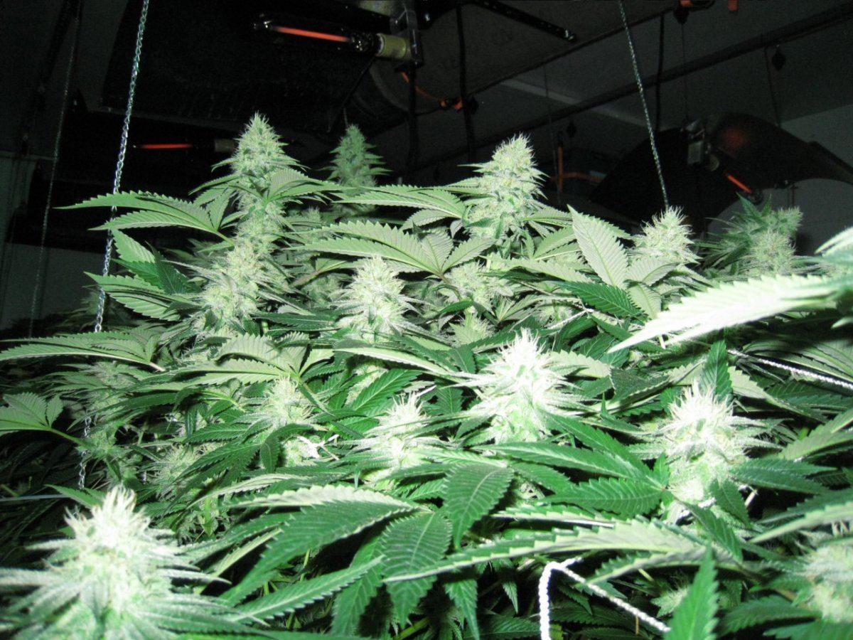 Week 4 APTUS 059
