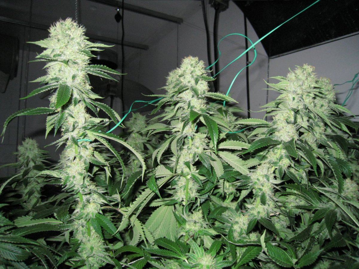 Week 4 APTUS 064