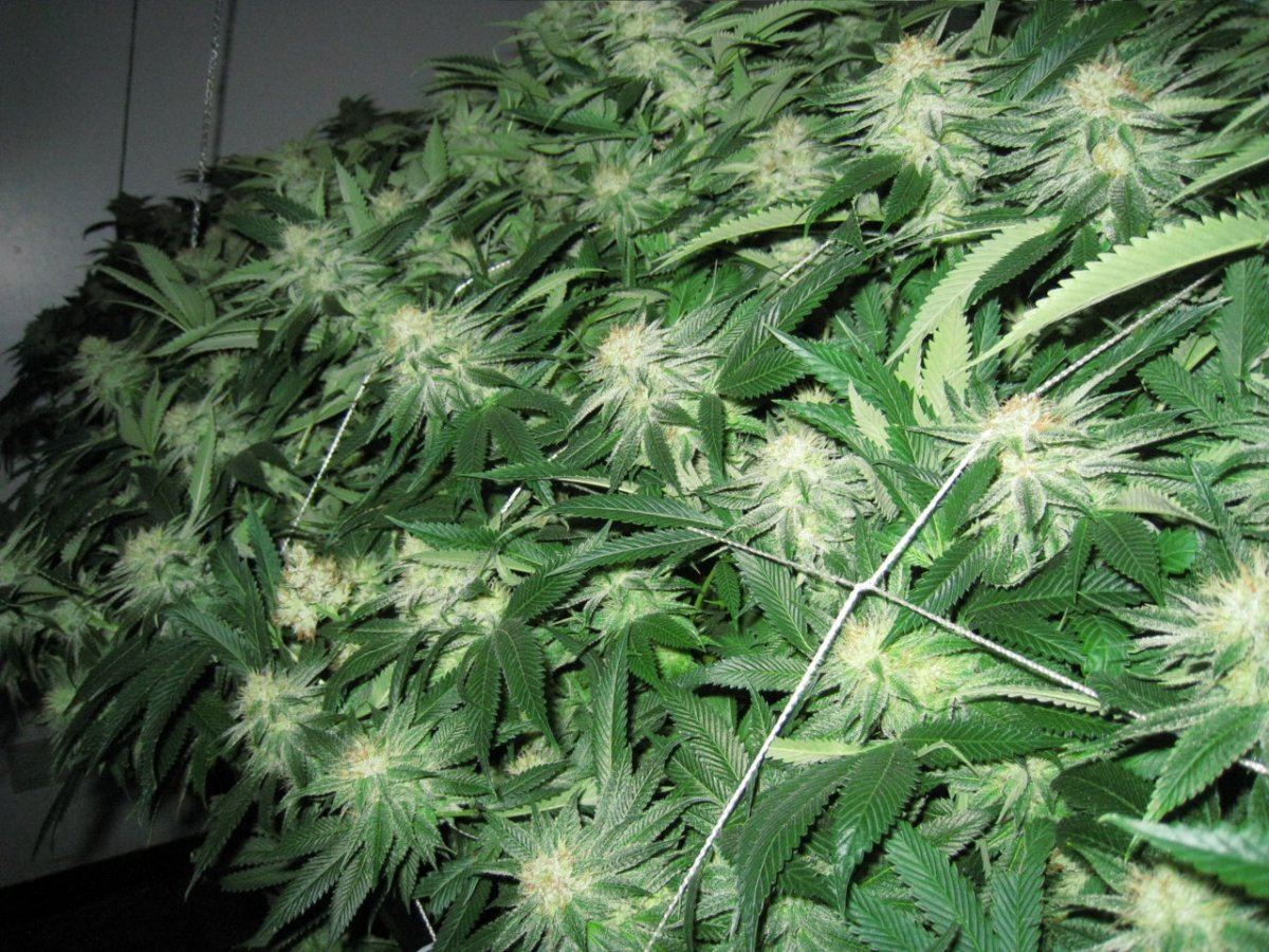Week 4 APTUS 071