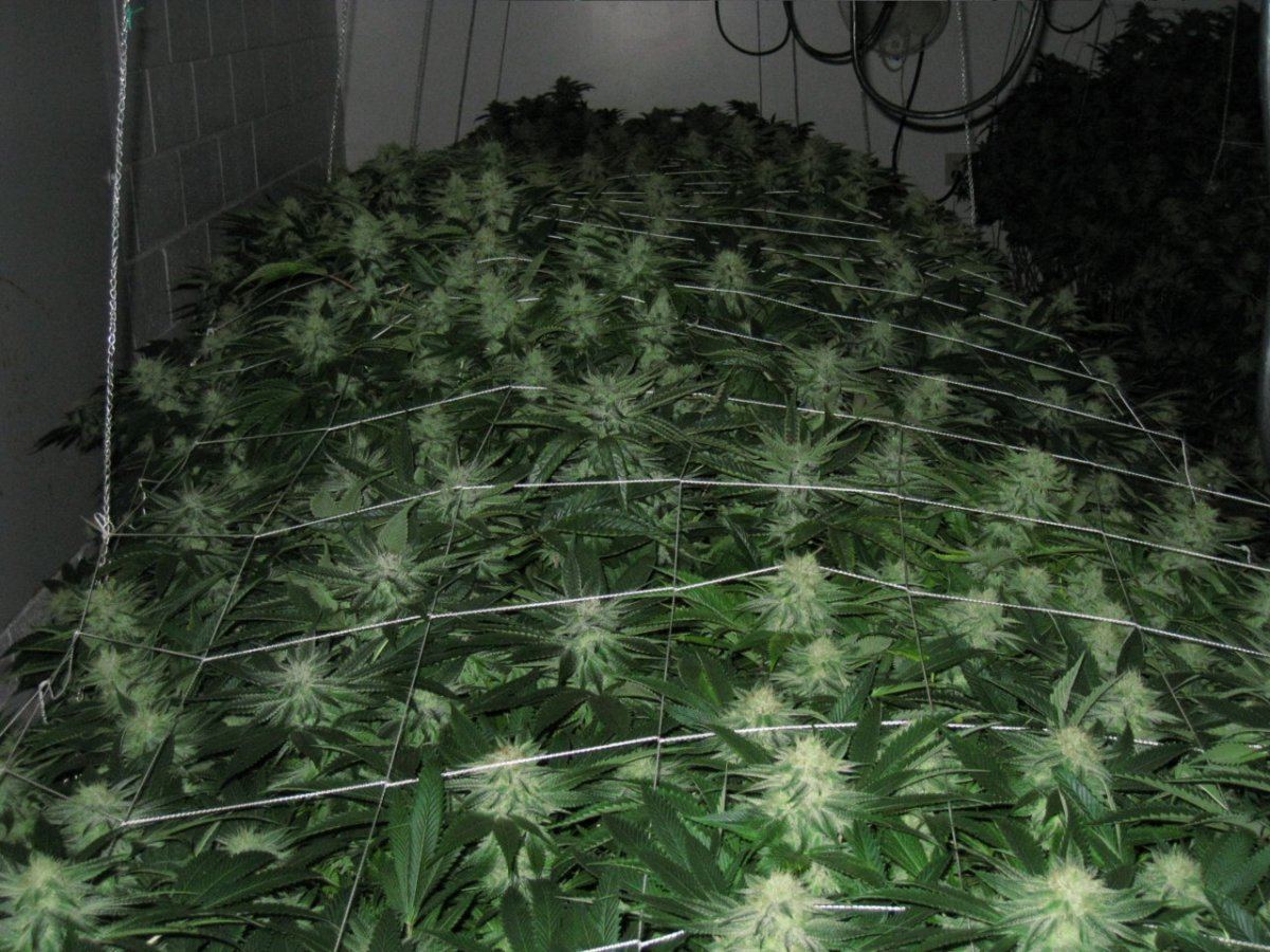 Week 4 APTUS 075