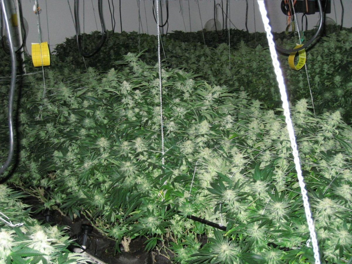 Week 4 APTUS 077