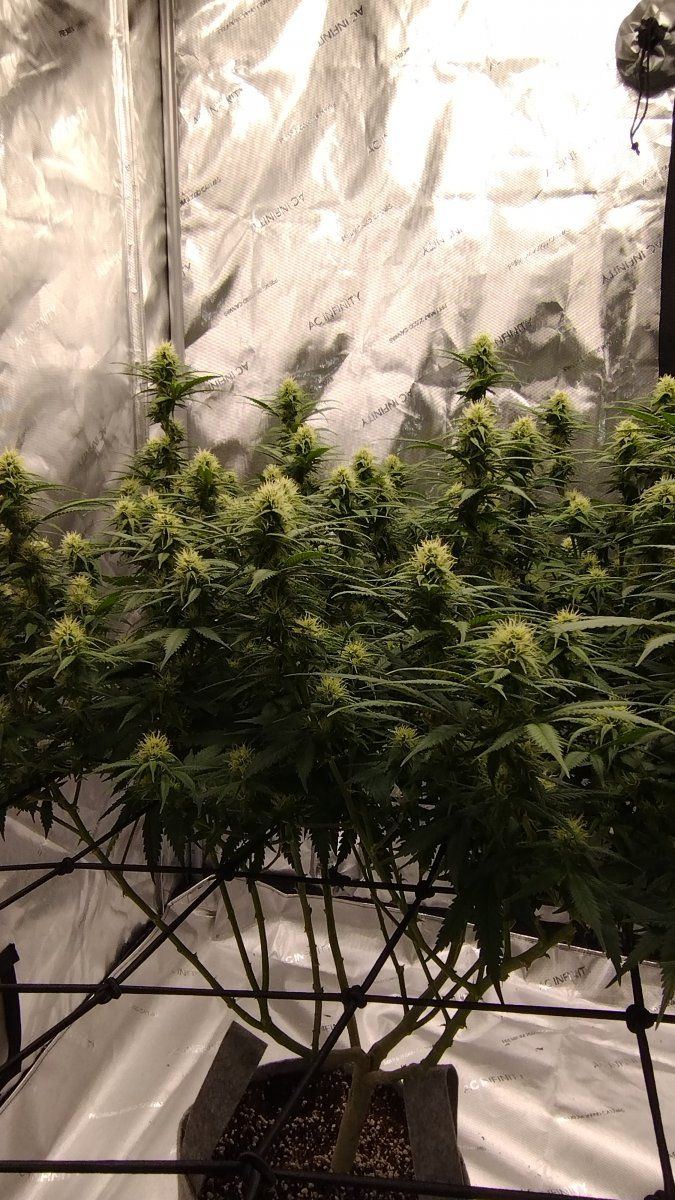 Week 4 day 2 flower 3