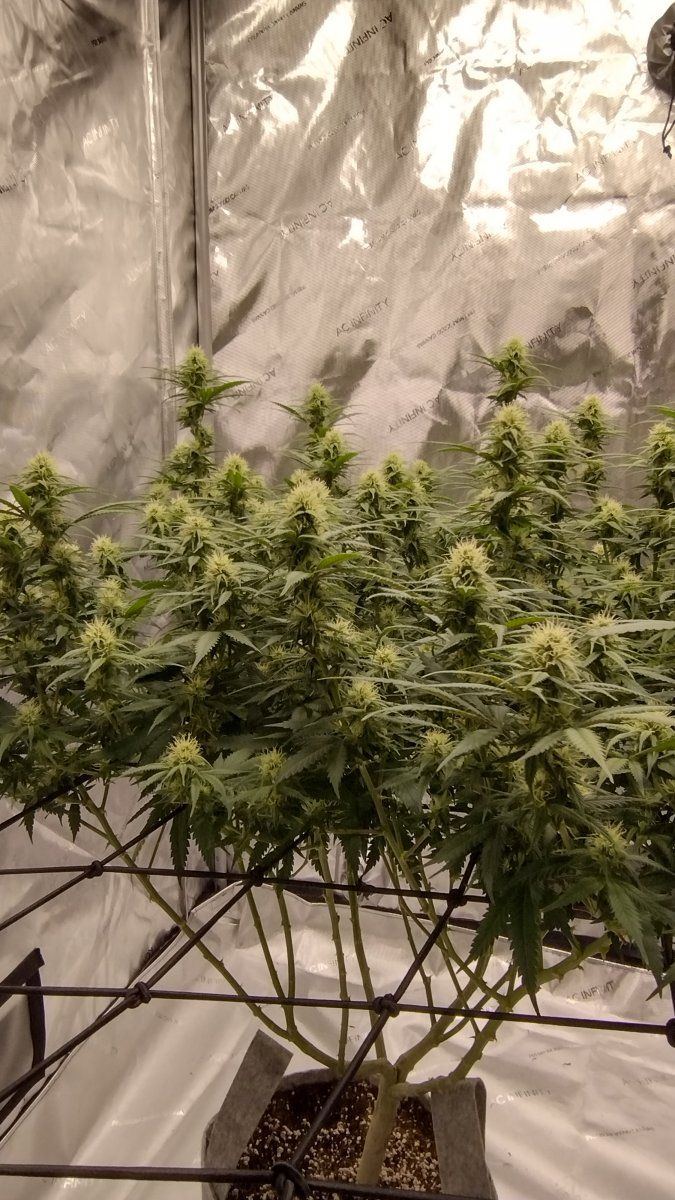Week 4 day 2 flower 4