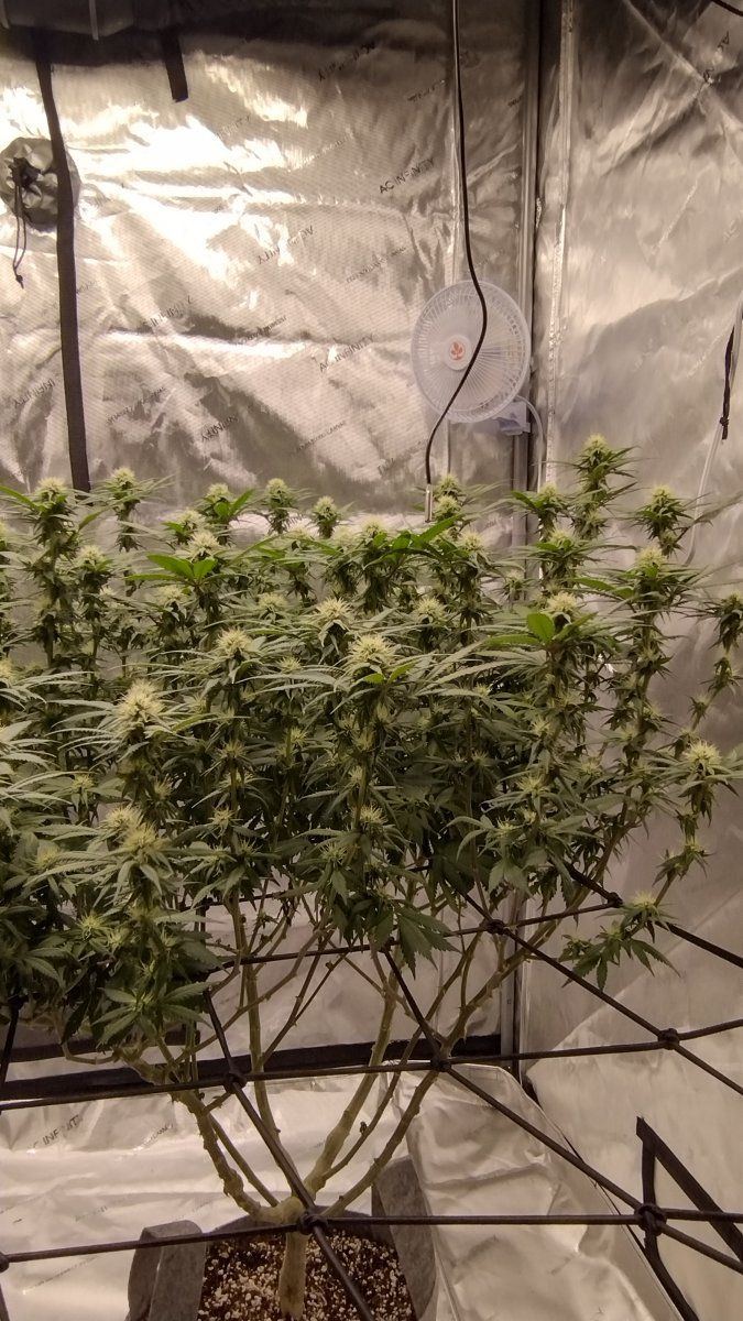 Week 4 day 2 flower 5