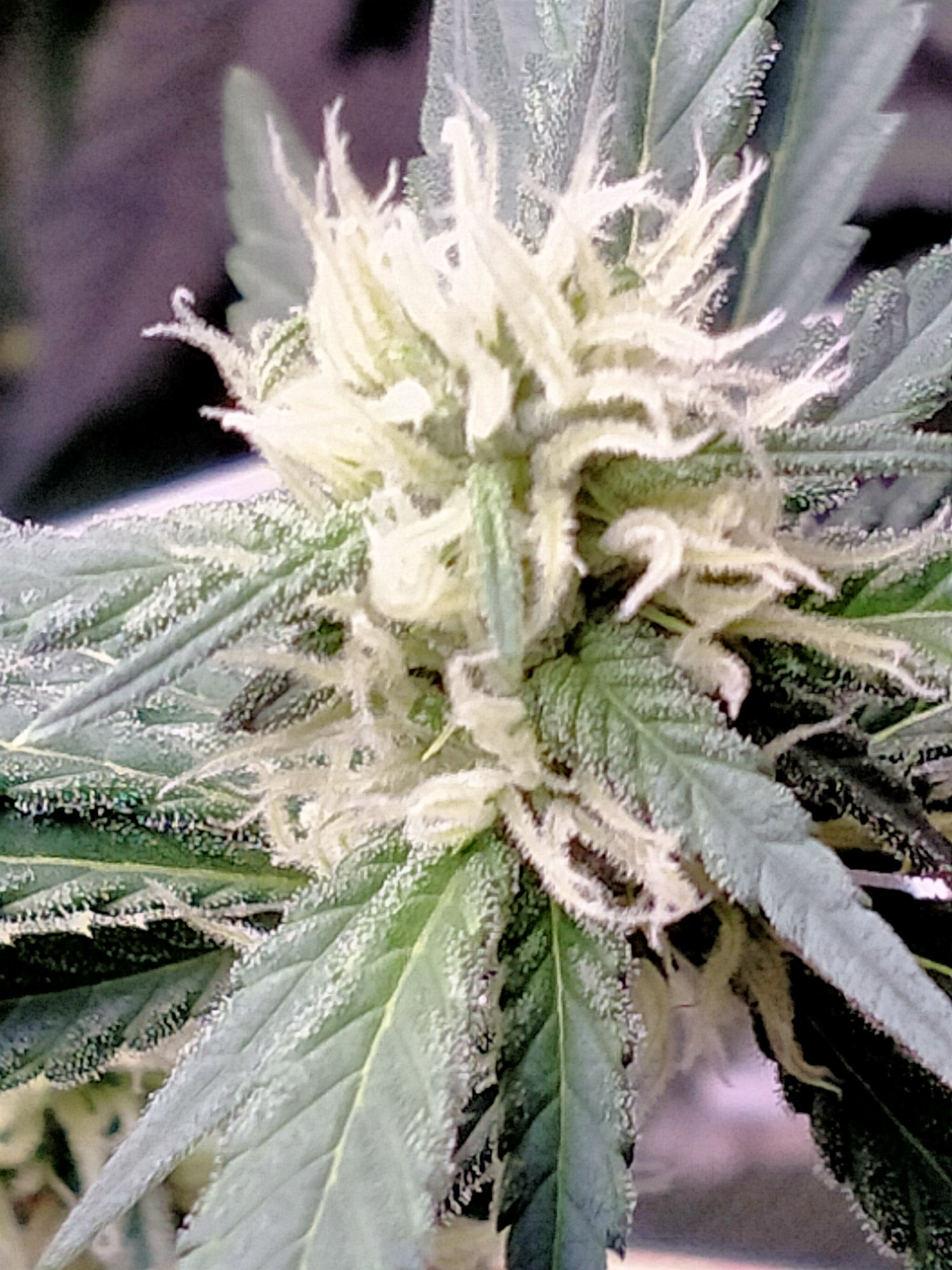 Week 4 flowering new grower update 2