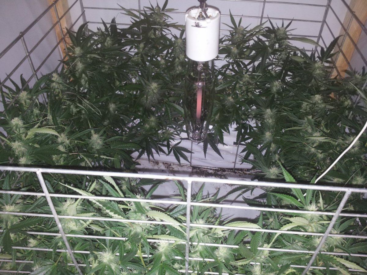 Week  4