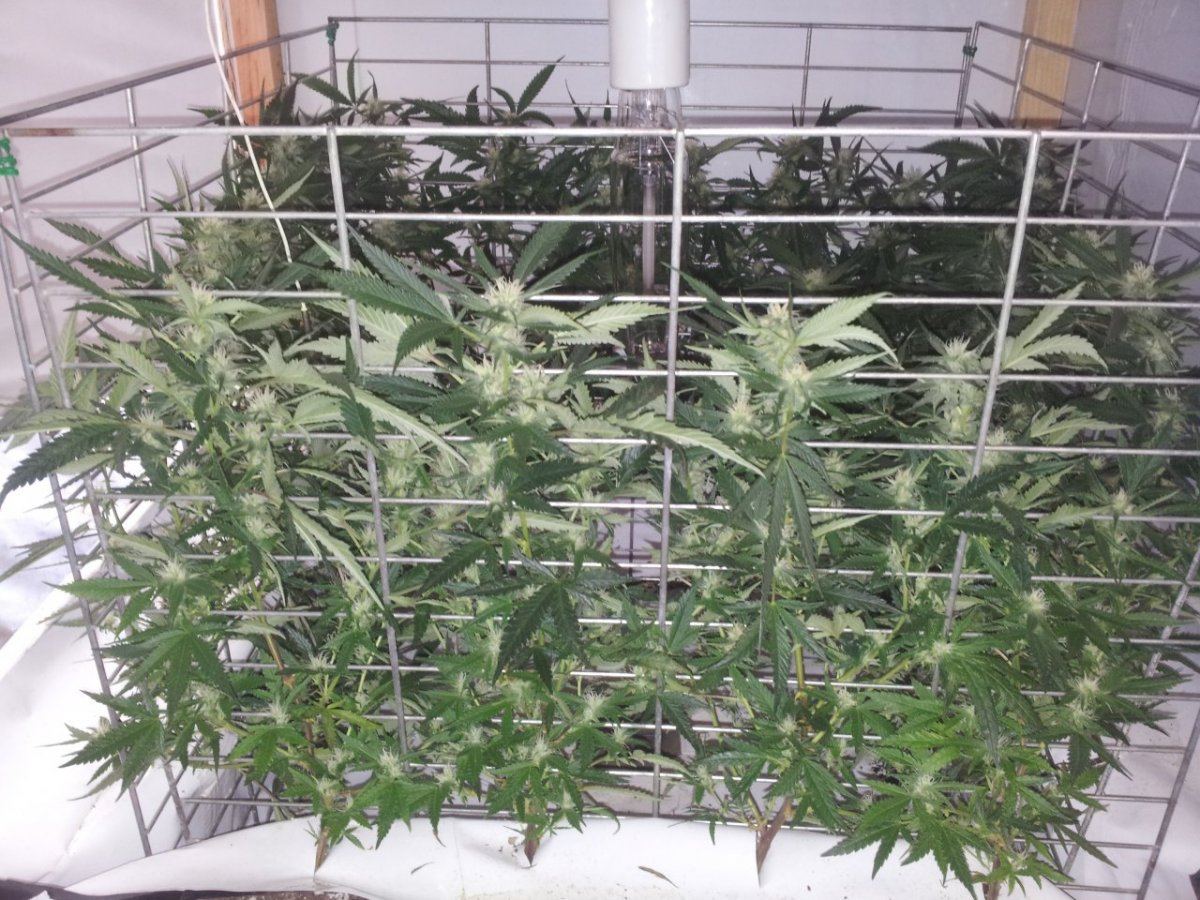 Week 4